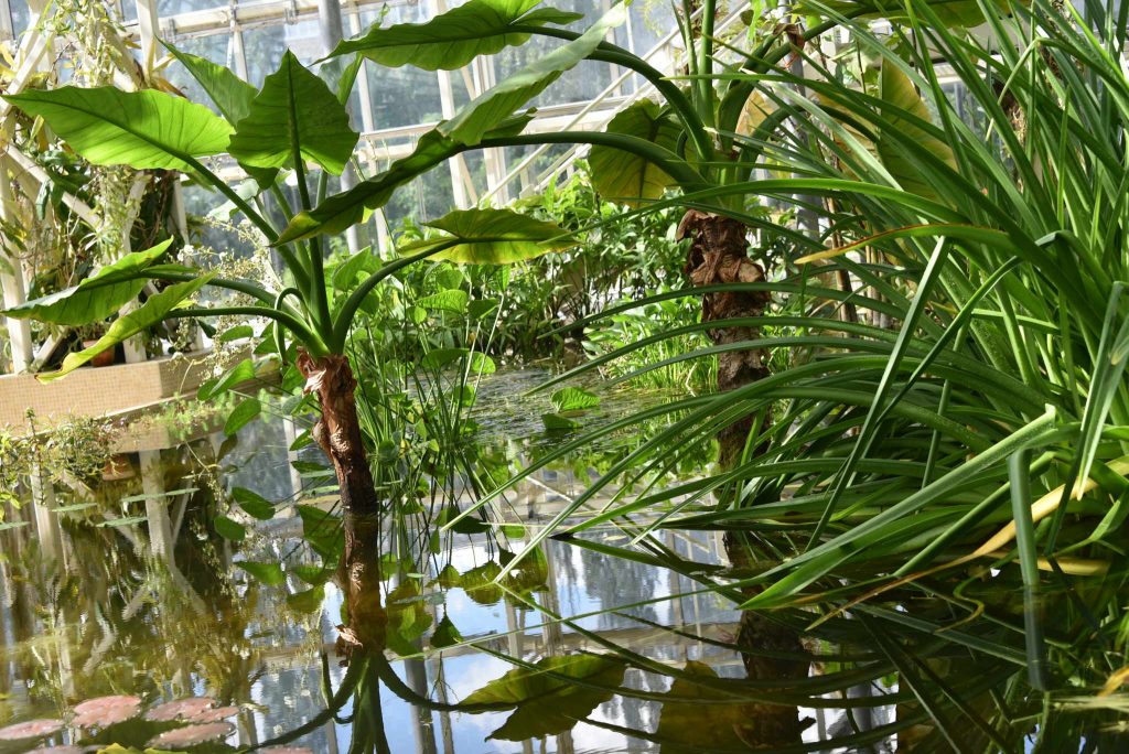 Ботанический сад Первого медицинского университета открылся для посетителей