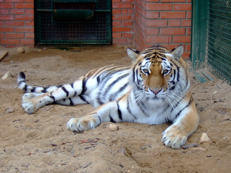 В Московском зоопарке появится амурский тигр