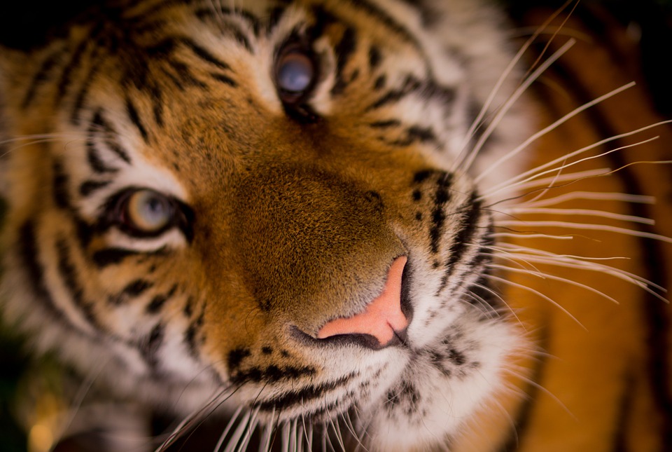 Международный день тигра. Фото: pixabay.com