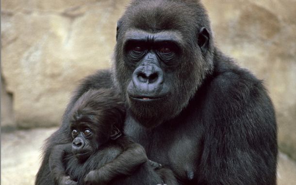 В зоопарке дали имя детенышу гориллы