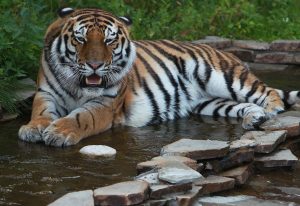 28 июля 2016 года. В Московском зоопарке поселился амурский тигр Умар. Он обживается в новом вольере на «Острове зверей»