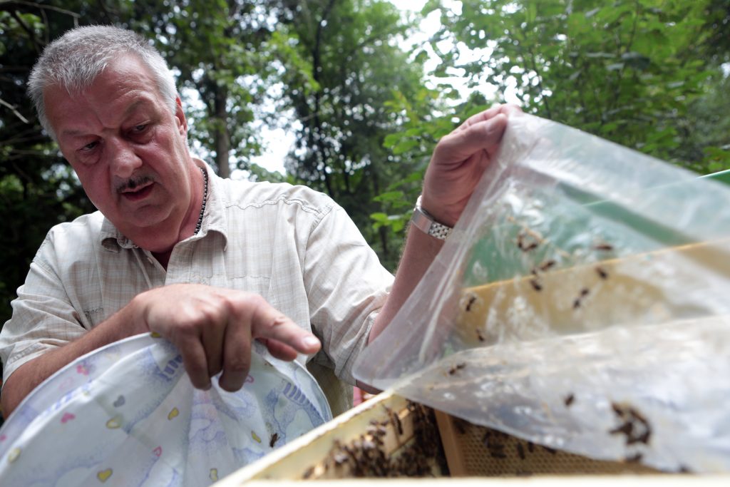 МЧС эвакуировало два роя диких пчел из детского сада на западе Москвы