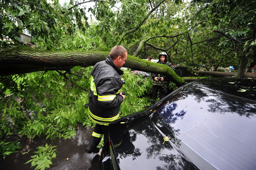 В центре Москвы дерево рухнуло на четыре легковушки