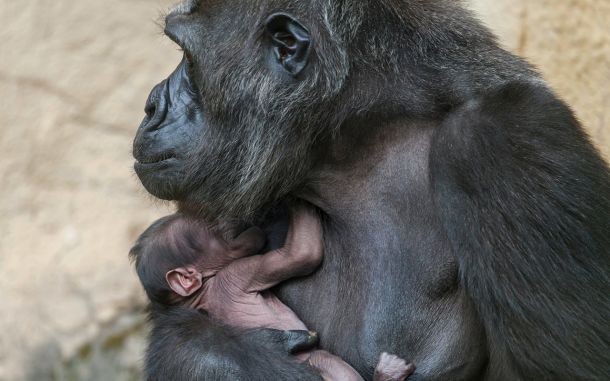 В Московском зоопарке у гориллы родился детеныш