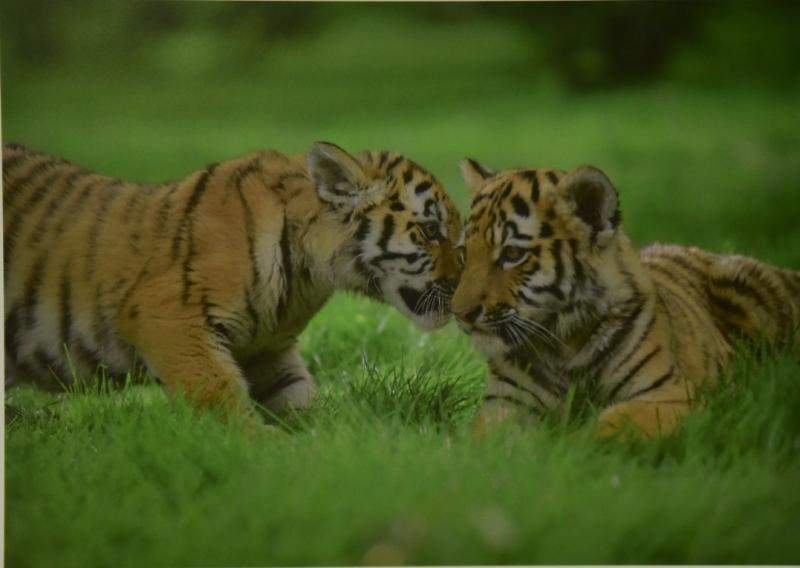 Обратим внимание на живую природу: вместе защитим амурского тигра