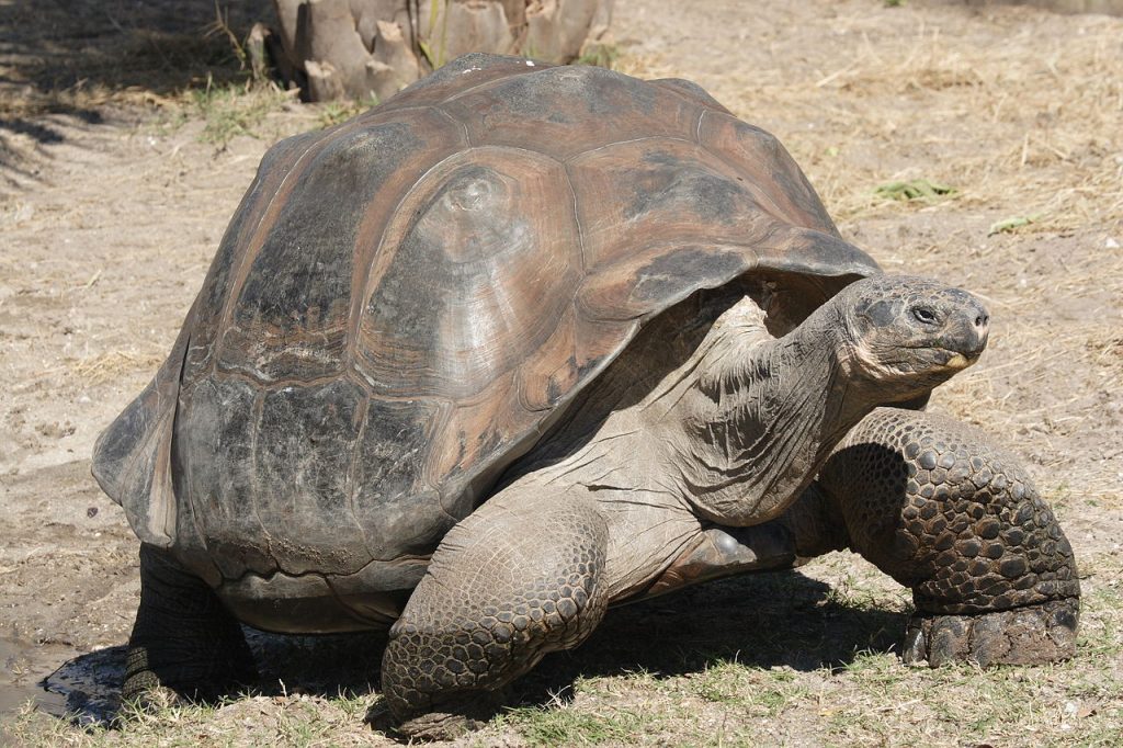 Сухопутные черепахи Московского зоопарка переехали в зимние вольеры