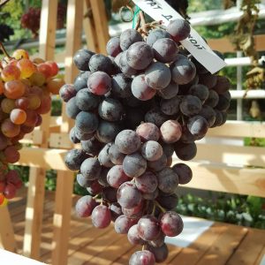 Гости сада смогут попробовать вкуснейший спелый виноград Фото: соцсети