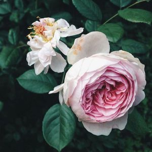 Обожатели английских роз еще успеют полюбоваться на красавиц Фото: соцсети