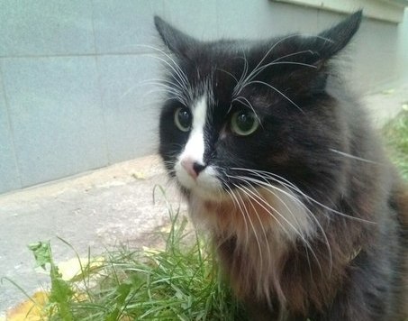 В Москве нашелся пропавший кот-актер Семен