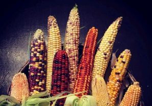 Разноцветная кукуруза созрела в «Аптекарском огороде»