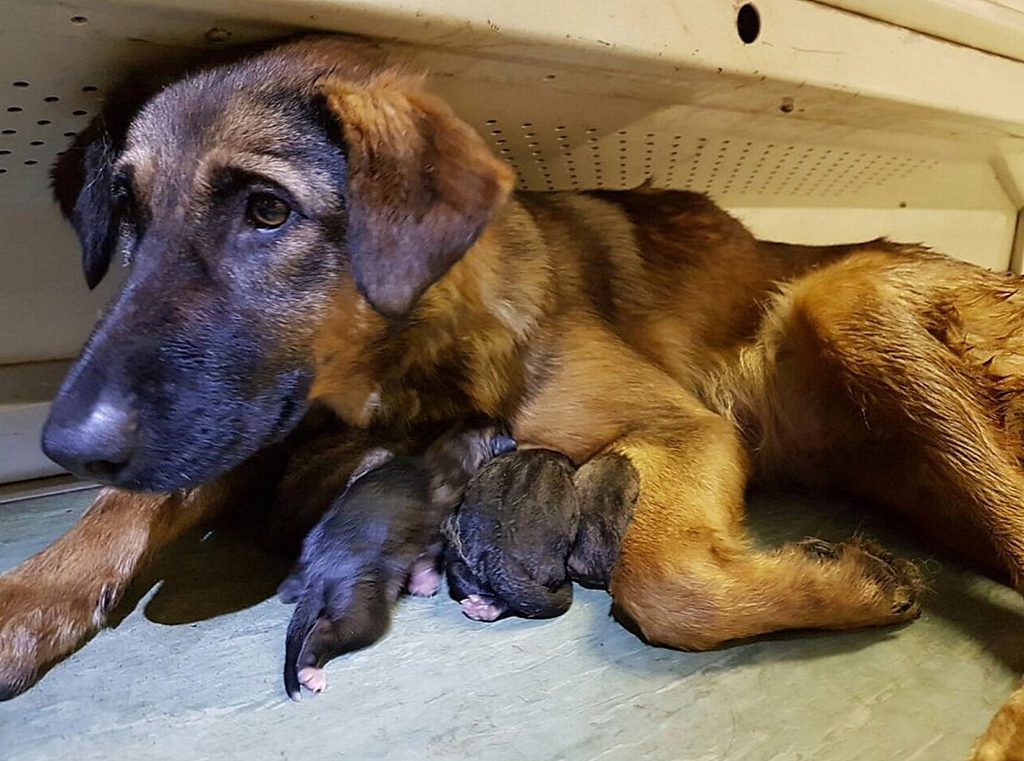 3 октября 2016 года. Собака по кличке Таганка с новорожденными щенками, одного из которых вы можете взять себе
