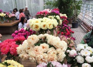 Ботанический сад МГУ подарит москвичам пионы лучших сортов