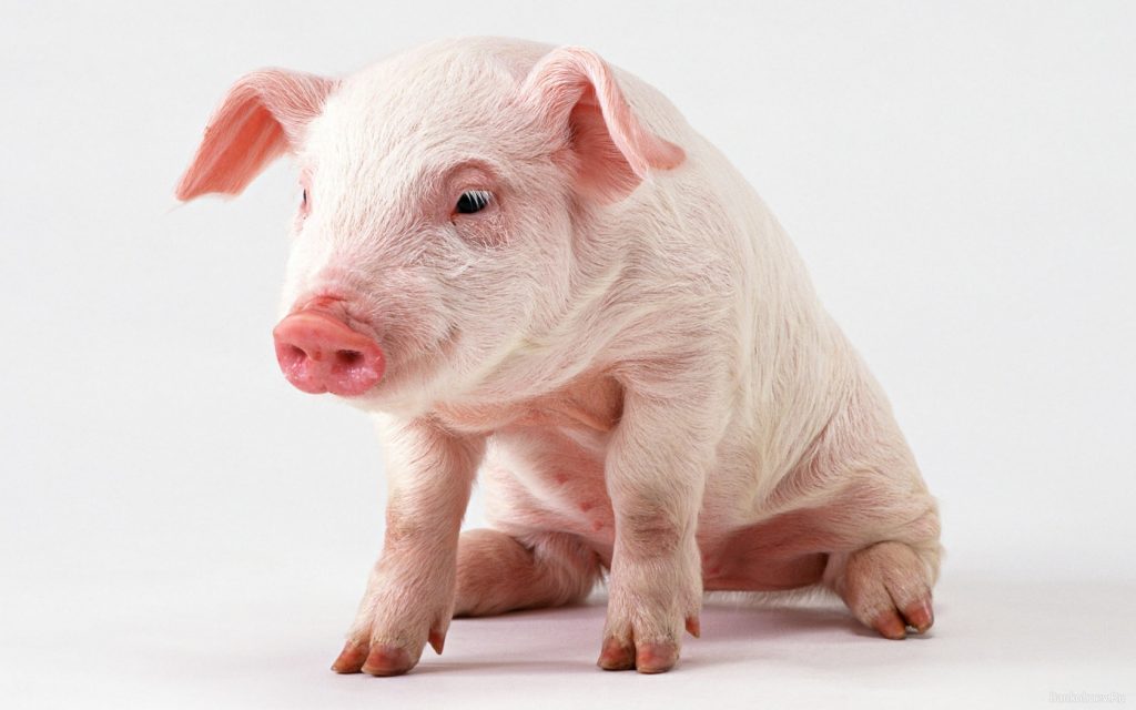 Нового робота Минобороны испытают на свиньях