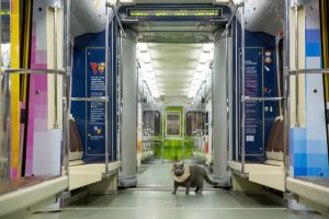 Британский кот проехал по тоннелям метро в «Шекспировском поезде» Фото: пресс-служба метро
