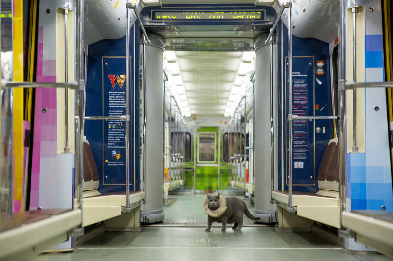 Британский кот проехал по тоннелям метро в «Шекспировском поезде»