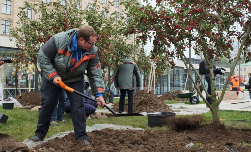«Активные граждане» выберут дворы в рамках акции «Миллион деревьев»