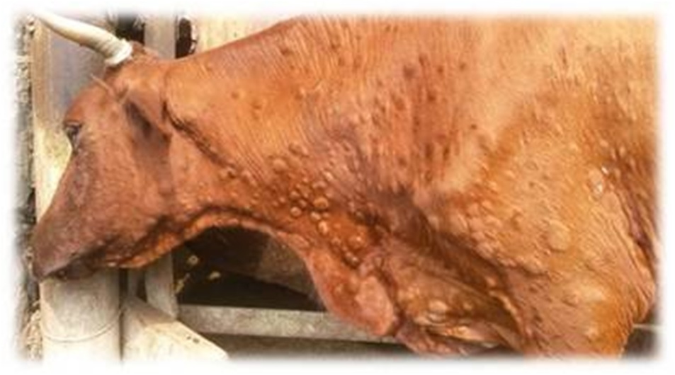Об ухудшении эпизоотической обстановки по оспе овец и коз и заразному узелковому (нодулярному) дерматиту  крупного рогатого скота