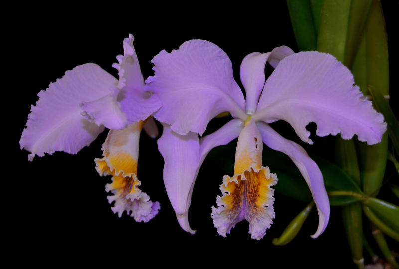 В «Аптекарском огороде» расцвела редкая орхидея