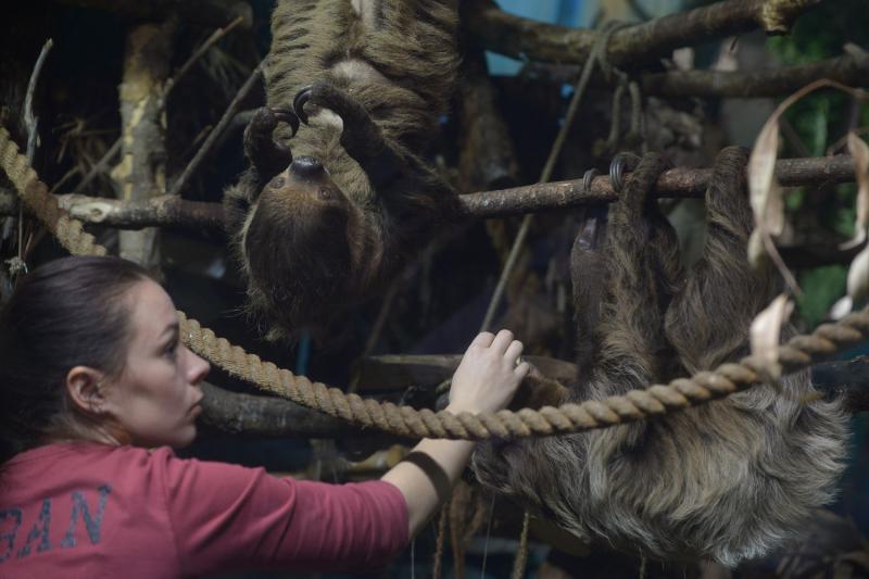 Публичных кормлений животных в Московском зоопарке станет больше