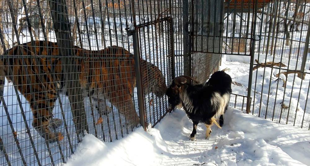 Тигр Амур и козел Тимур празднуют годовщину своей дружбы