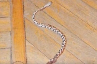 В центре Москвы змея из террариума заползла в соседнюю квартиру