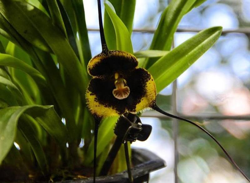 Орхидеи 