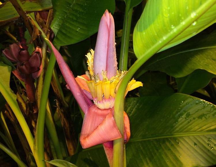 Розовый банан расцвел в «Аптекарском огороде»