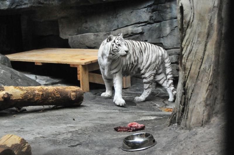 Фотографии зверей Московского зоопарка украсят автобусы в рамках благотворительной акции