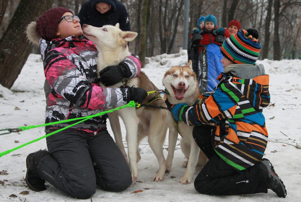11 декабря 2016 года. Екатерина Карпова и ее собака - хаски Алсу - многократные победительницы гонок по ездовому спорту