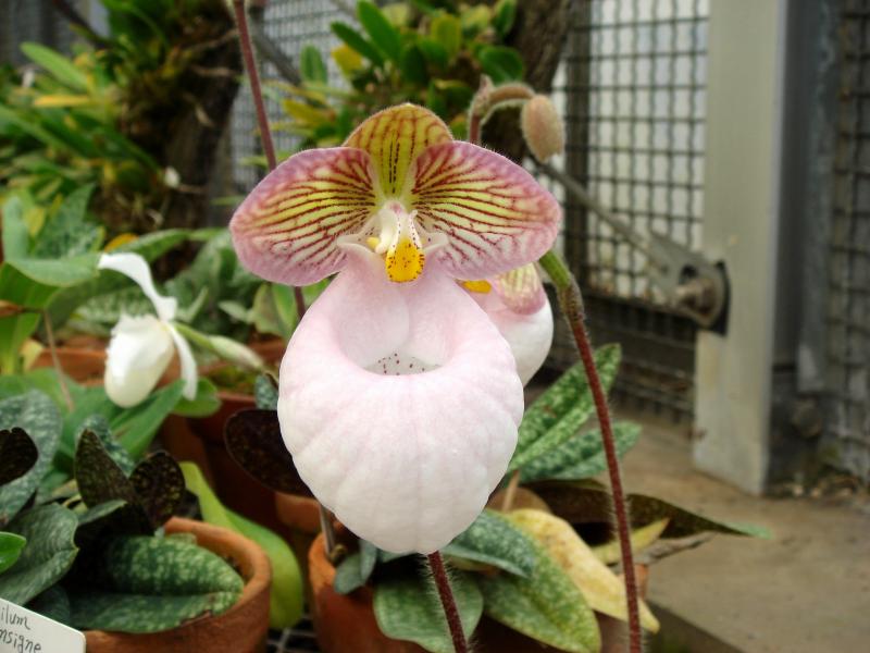Орхидея Серебряный башмачок расцвела в «Аптекарском огороде»