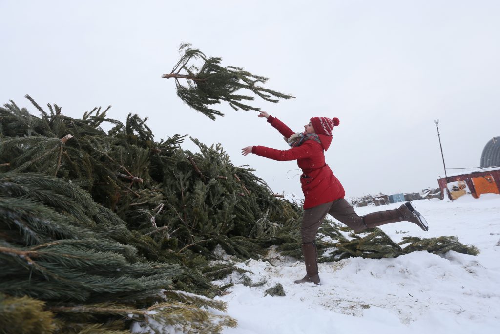 Экоцентр «Битцевский лес» начнет утилизировать новогодние елки в Москве