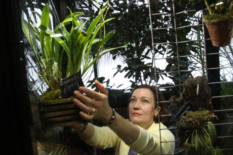 Зеркальная орхидея расцвела в «Аптекарском огороде»
