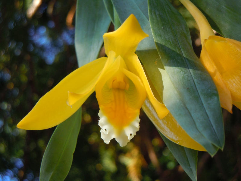 В «Аптекарском огороде» расцвела Абрикосовая орхидея