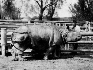 Панцирный носорог, один из первых обитателей зоосада. Фото: архив Московского зоопарка 