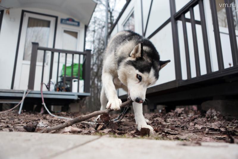 Собак крупных пород могут запретить содержать в квартирах