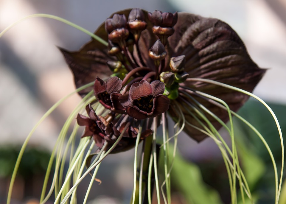 Самую черную орхидею в мире увидят посетители Аптекарского огорода