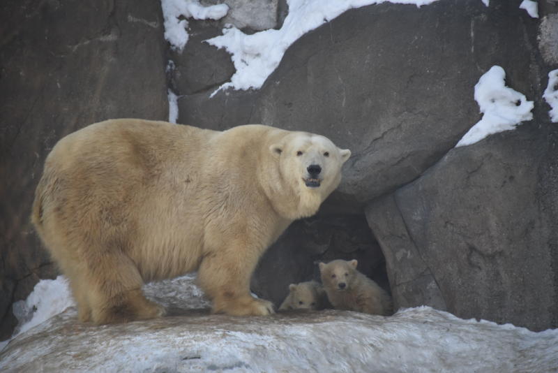 Реабилитационный вольер для белых медвежат появится в Московском зоопарке