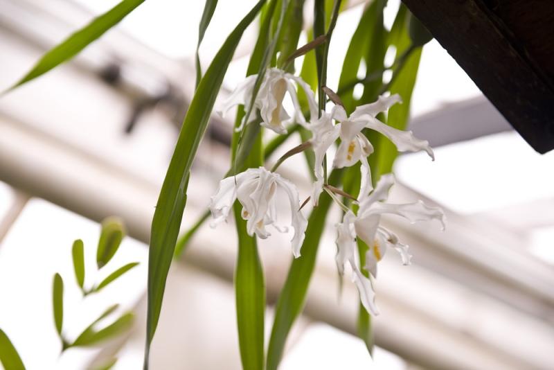 Азиатская орхидея с запахом карандашей и мандаринов расцвела в «Аптекарском огороде»