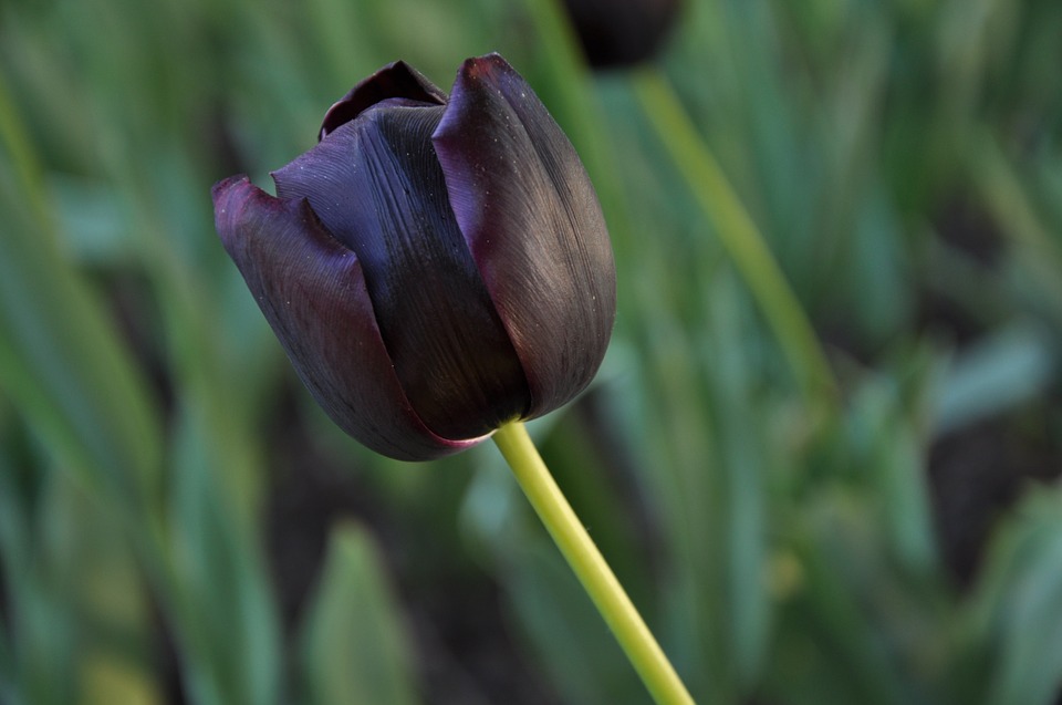 Самые черные тюльпаны покажет «Аптекарский  огород»