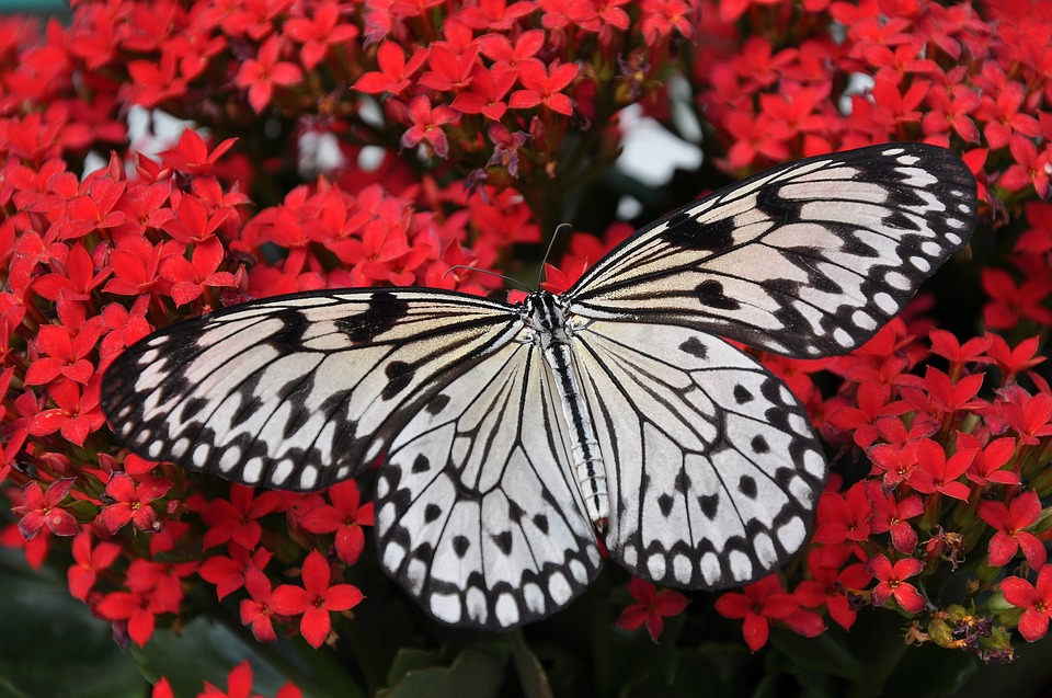 Новые тропические бабочки появятся в Московском зоопарке