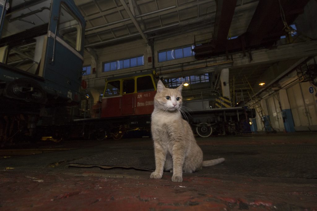 Замурованных в подвале кошек спасли в Кузьминках