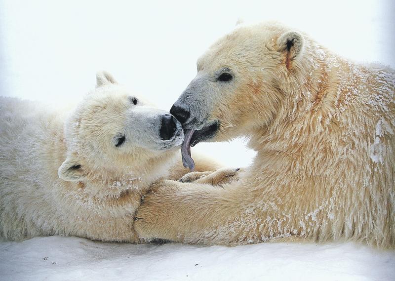 Московский зоопарк впервые покажет близнецов белых медведей и баранов Марко Поло