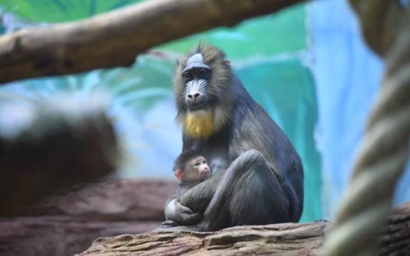Более 2 тысяч детенышей родились в Московском зоопарке в прошлом году