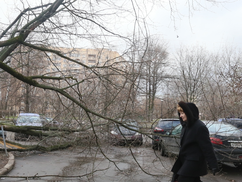 Дерево рухнуло на провода и машины на западе Москвы, работает МЧС