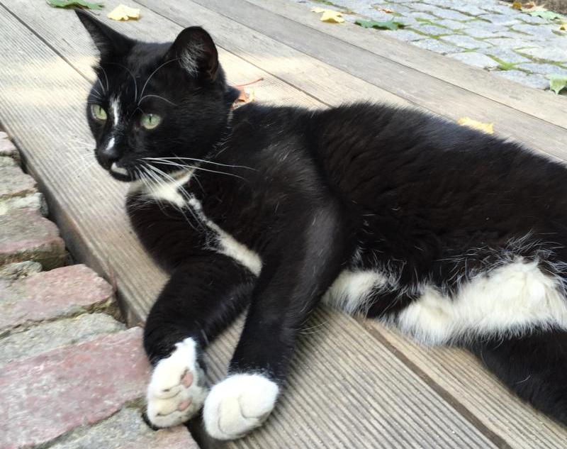 Главного кота «Аптекарского огорода» поздравят с Днем кошек