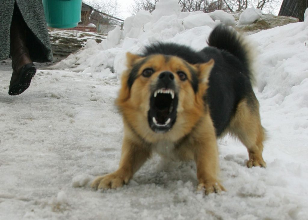 Вор-неудачник сбежал от собаки на востоке Москвы