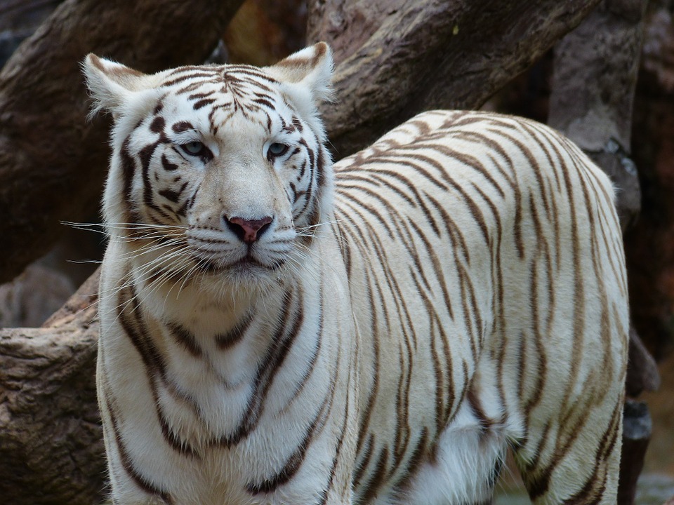 Белых тигров и манулов покажут в Московском зоопарке