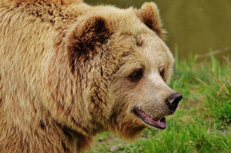 Медведи проснулись в Московском зоопарке после зимней спячки