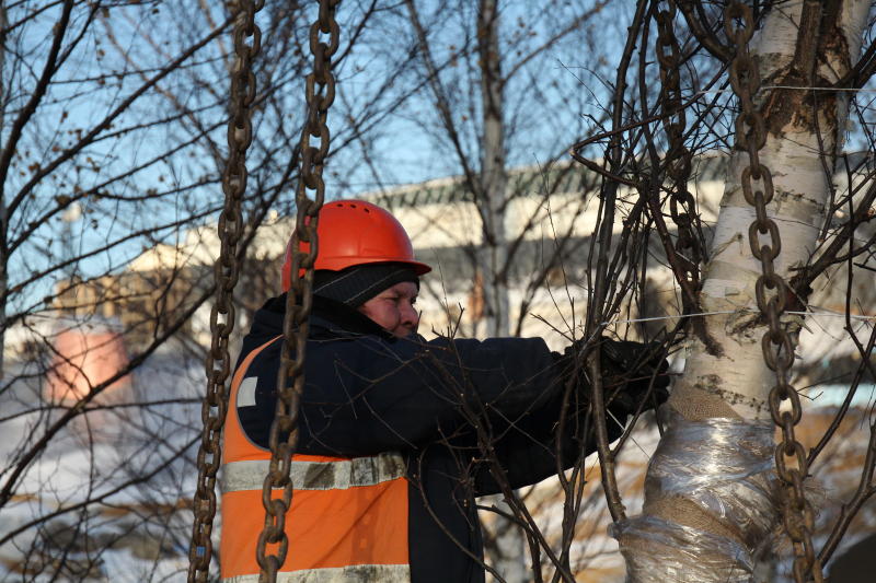 Рабочие начали подготовку деревьев к весне в рамках программы «Моя улица»
