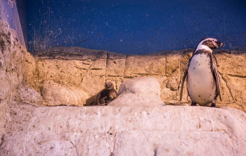 Птенцы краснокнижных пингвинов появились в Московском зоопарке